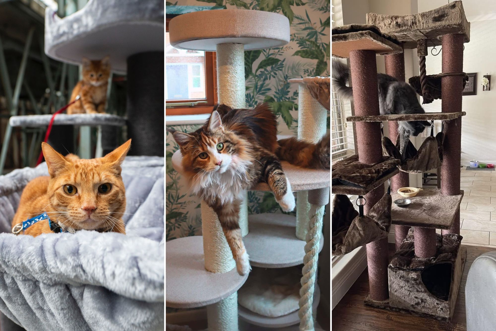 Best 5 Maine Coon Cat Trees For Your Kittens!